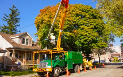 Affordable Residential Tree Trimming Santa Cruz, CA: Protect Your Home Environment