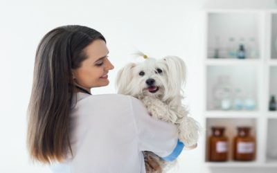 Complete Guide to Veterinarian Services in Columbus OH for Pet Owners