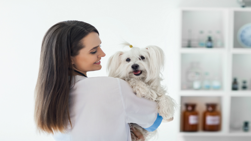 Complete Guide to Veterinarian Services in Columbus OH for Pet Owners