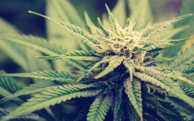 Ultimate Guide to Weed Delivery Los Angeles: Swift & Discreet Service