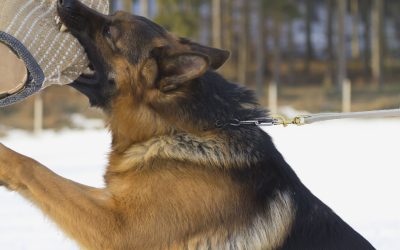 Why Is It Important to Choose Training Custom Built For Dogs?