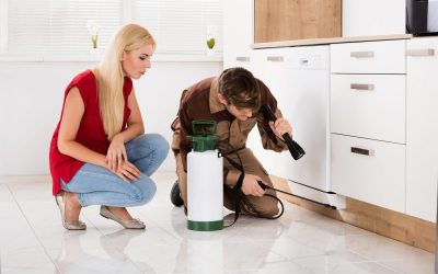 Pet Owners Across Australia Rely on Flea Treatment Tips for Lasting Relief