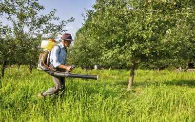 Prevent Common Lawn Problems With Seasoned Lawn Treatment Gainesville Expertise
