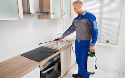 Save Time and Money With Proven Solutions by Pest Control Christchurch Experts
