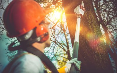 Prevent Property Damage With Reliable Emergency Tree Removal Tallahassee Fl