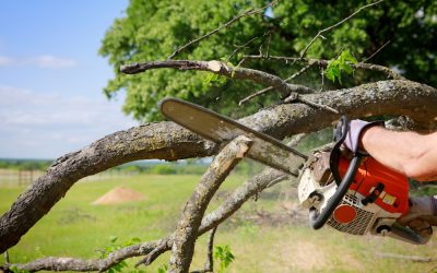 Save Time and Money With Professional Tree Service Daphne AL Solutions
