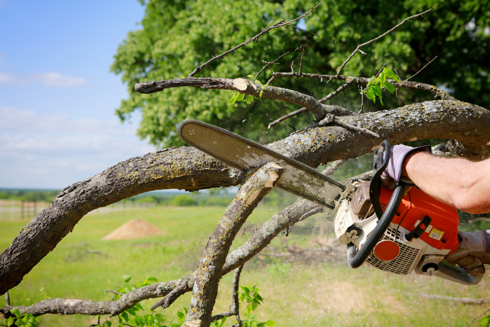 Save Time and Money With Professional Tree Service Daphne AL Solutions