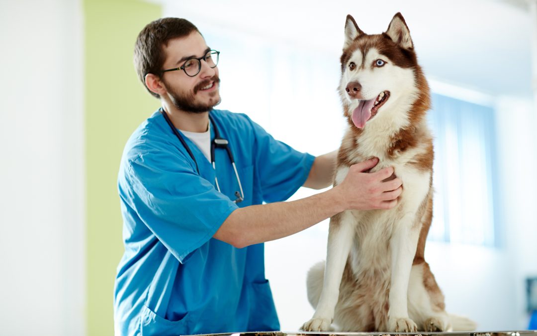 The process and key advantages of pet neutering Arlington TN for local pet owners