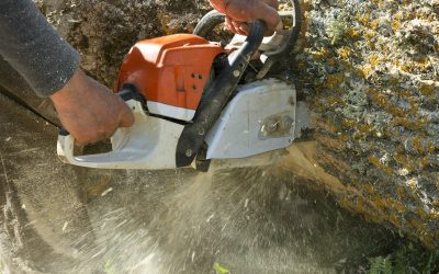 Get Reliable Service from a Local Tree Trimming Company Riverside CA Homeowners Trust