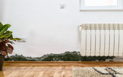 The Benefits of a Mold Remediation Service in Gainesville, FL for Quick and Reliable Results