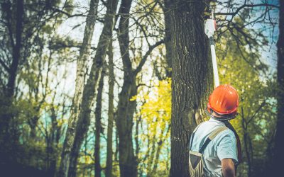 Emergency Response Made Easy with 24/7 Tree Service Woodbury MN for Homeowners
