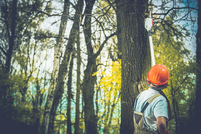 Emergency Response Made Easy with 24/7 Tree Service Woodbury MN for Homeowners