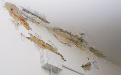 Protect Your Property With Commercial Mold Remediation Jacksonville FL Trusted by Businesses