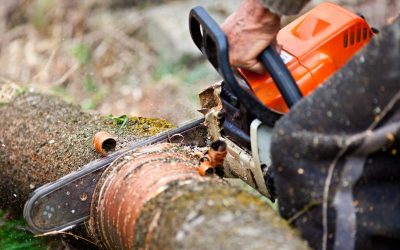 Improve Curb Appeal With a Tree Trimming Service Charlotte NC Residents Rely On for Results