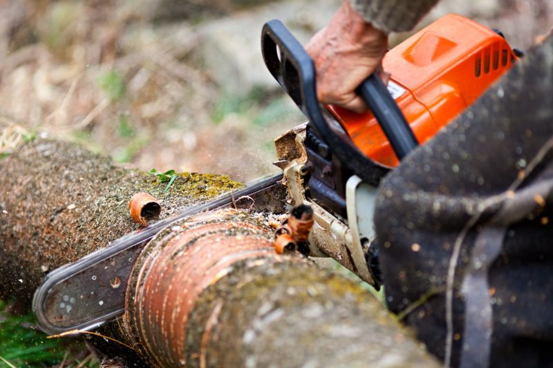 Improve Curb Appeal With a Tree Trimming Service Charlotte NC Residents Rely On for Results