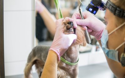 Essential Care Advice from Pet Health Ferntree Gully, VIC for Every Aussie Pet Owner