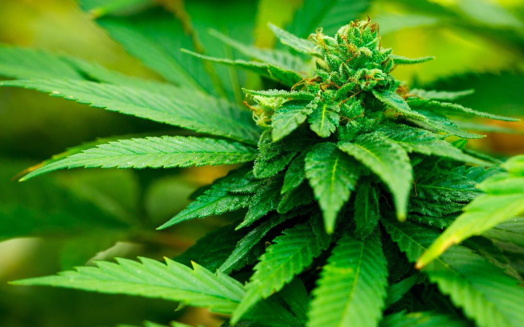 Uncover the Best THCA Online Options for Superior Quality and Reliable USA Shipping