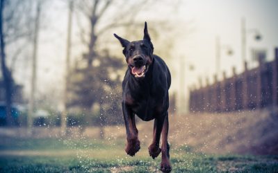 Reasons Families Choose a Pet Service Franchise in Houston, TX for Reliable Care