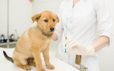 Protecting Your Pets with Timely Pet Vaccinations Boca Raton FL for Peace of Mind