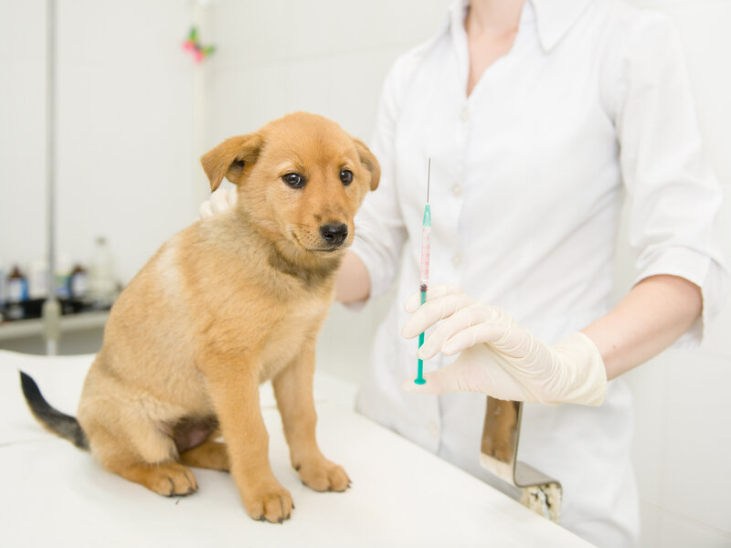 Protecting Your Pets with Timely Pet Vaccinations Boca Raton FL for Peace of Mind