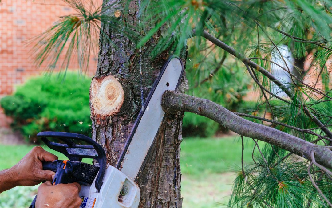 Prevent Costly Damage With Emergency Tree Service Lafayette LA Solutions