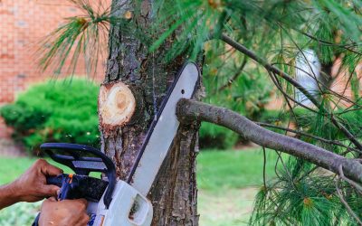 Prevent Costly Damage With Emergency Tree Service Lafayette LA Solutions