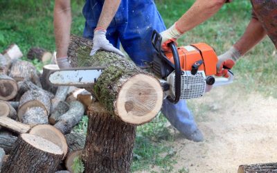 Fast Response Matters for Storm Damage Tree Removal Easton PA Homeowners