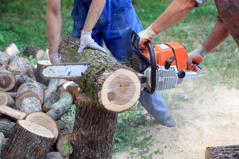 Fast Response Matters for Storm Damage Tree Removal Easton PA Homeowners