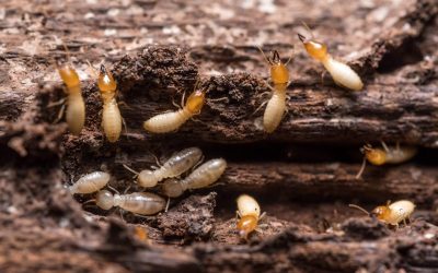 Homeowners Benefit From Termite Inspection NJ Services for Lasting Property Protection