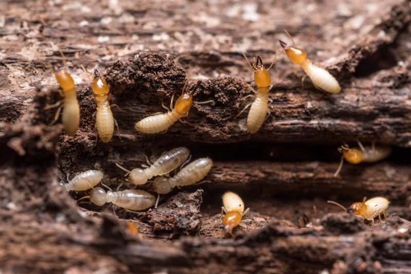Homeowners Benefit From Termite Inspection NJ Services for Lasting Property Protection