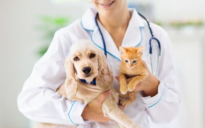 Keep your furry friend thriving with expert pet health care in Myrtle Beach SC