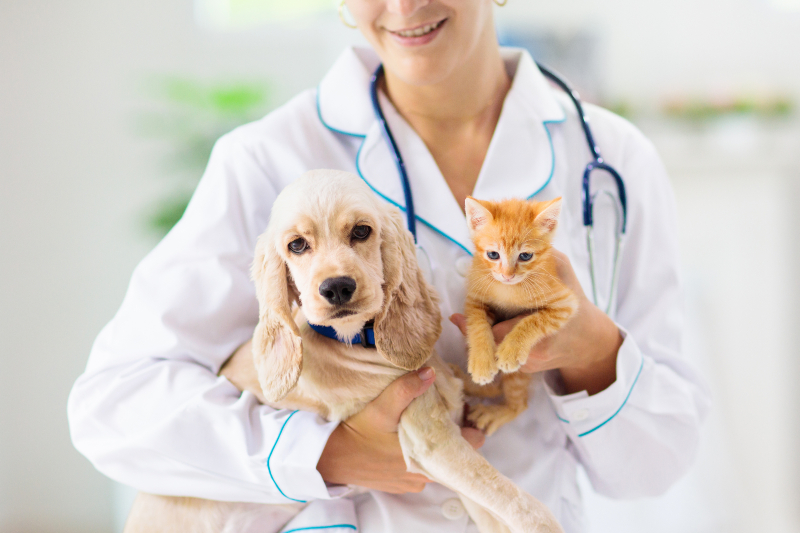 Keep your furry friend thriving with expert pet health care in Myrtle Beach SC